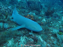 Large Nurse shark at the end of the dive, had to take a c... by Jerry Stinnett 